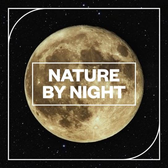 Blastwave FX Nature by NIght WAV-FANTASTiC