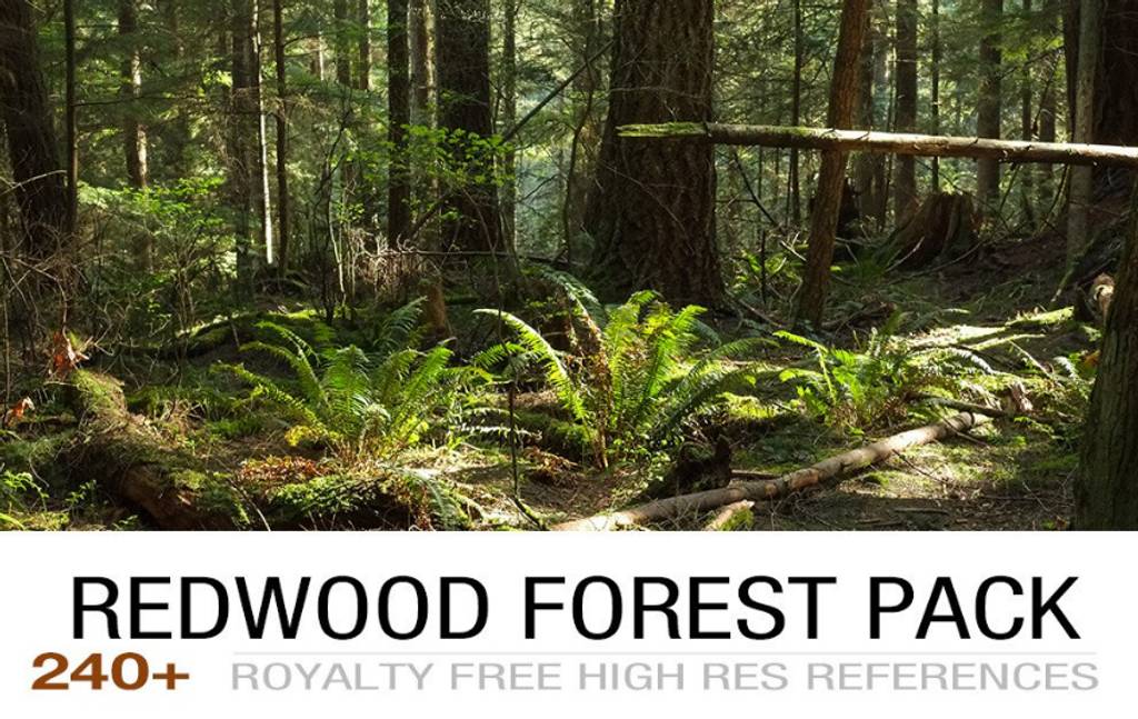 240 张红木森林群参考照片 REDWOOD FOREST PACK