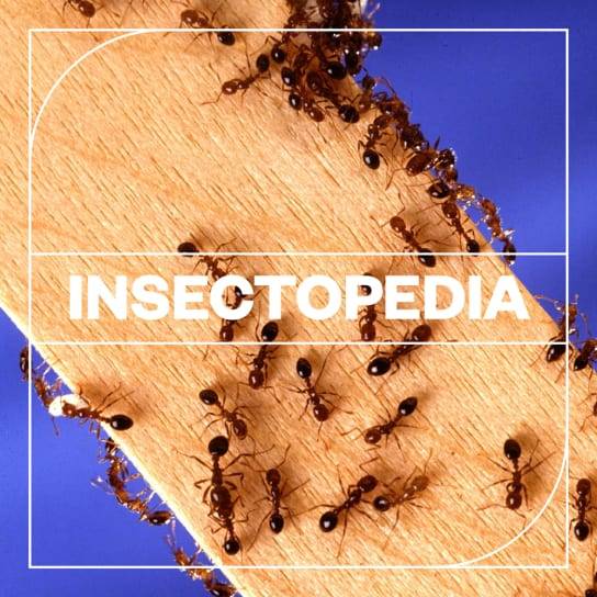 Blastwave FX Insectopedia WAV-FANTASTiC