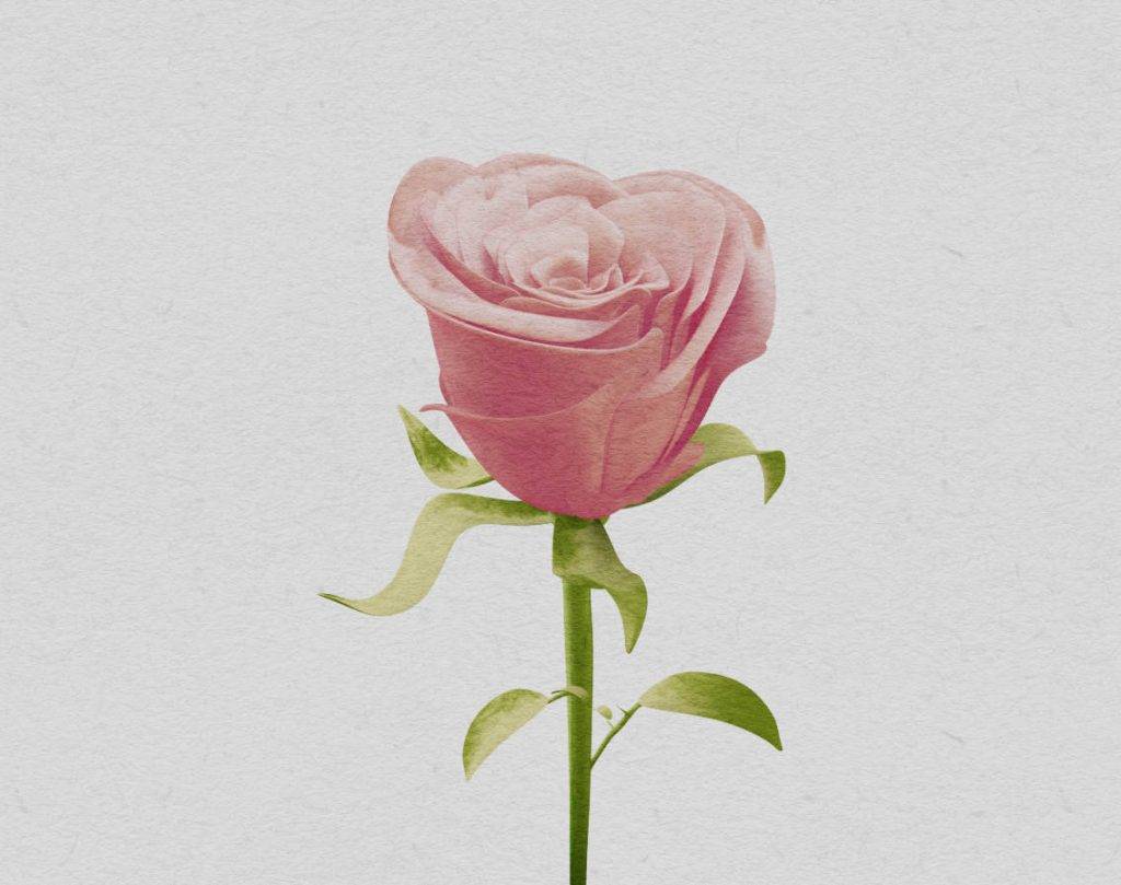 watercolor_rose-水彩风玫瑰