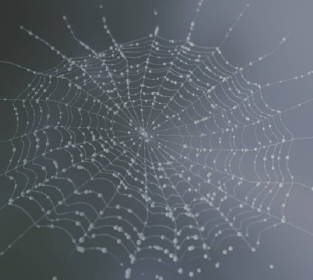 Blender程序蜘蛛网预设ProceduralSpiderweb