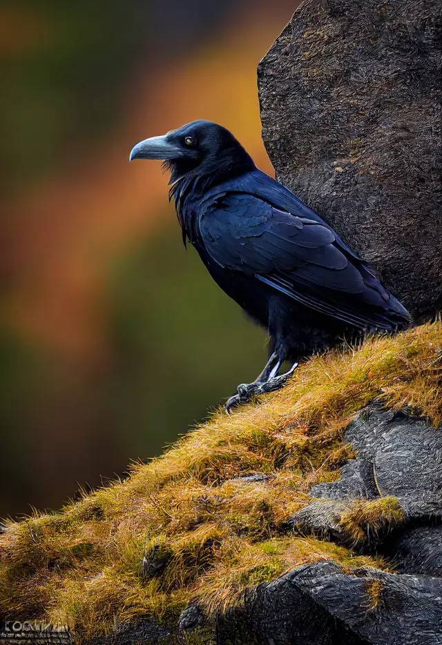 挪威秋季山区的乌鸦
